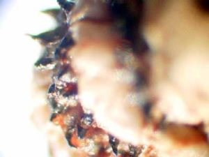 Caesar's botfly larva close up.